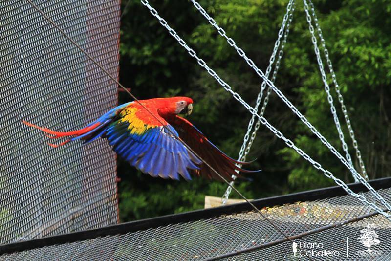 diana_caballero_liberacion.jpg diana_caballero_liberacion.jpg